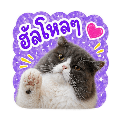 Lucky Many Moods