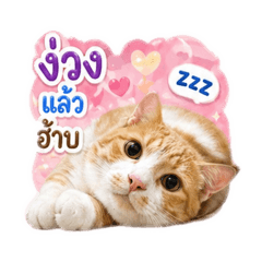 Netima_20260501144915