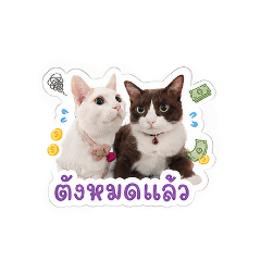 Tangmo_20260501145020