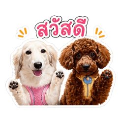 Dach&Poo_20260501145320