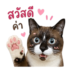 Kaolad the Cat