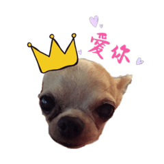 my dog Dian Dian