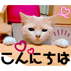 Mochioba_20260619083216