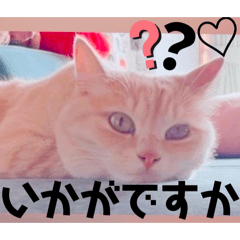 Mochioba_20260619084425