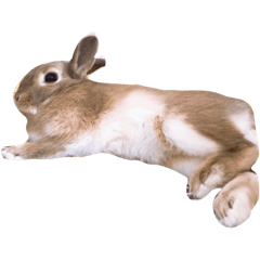 pon_