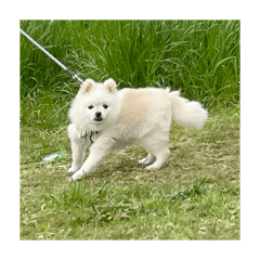 阿嬤養的狗狗2