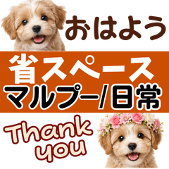 Maltipoo Stickers (Half Size)