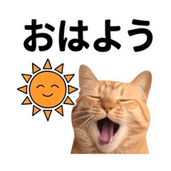 ChaCha's daily life No2