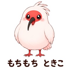 Mochi-mochi Ibis "Tokiko"