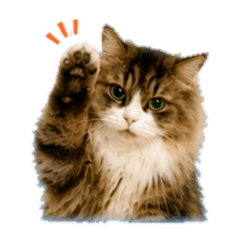 The Daily Life of a Bossy Fluffy Cat! 2