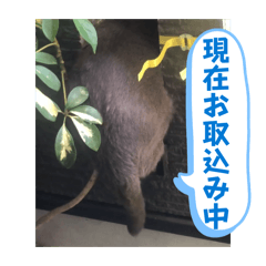ayane_20260609190730