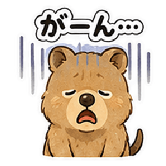 Quokka Wallaby's Emotions and Reactions.