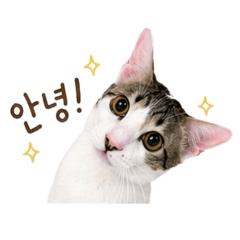 Catsp