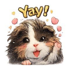 Keko the Abyssinian Guinea Pig