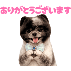 DOG STAMP ORDER_20260619130340