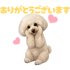 DOG STAMP ORDER_20260619140351