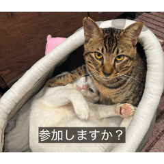 unimaru_20260606214631