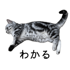 Supercute Cat stamp