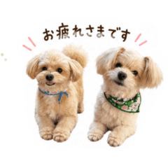 Dailymamemochi