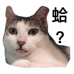 mycatisbest