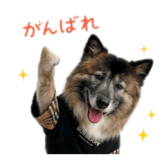 aripei_20260609090727