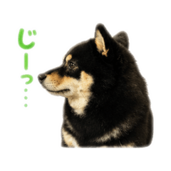 Black Beans Shiba Dog
