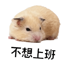 大錠ai照！