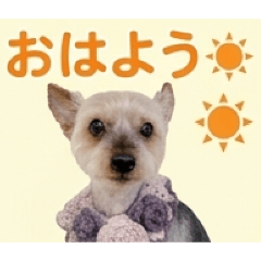 Yorkie Mugi Stamps
