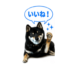 kuro sibakun