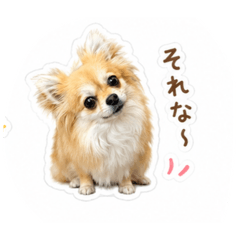 yukimaru_20260609153233