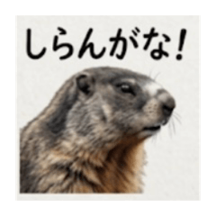 Noa_20260609174657