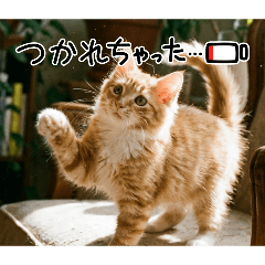 chatorakonekononitijou 1
