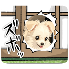 SHARKDOG_20260609210405