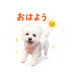 mametan_20260609212213