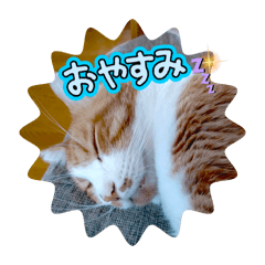 aki_20260609214408