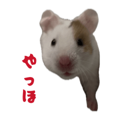 rino_20260609223104