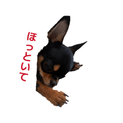 mimimi_20260610083459