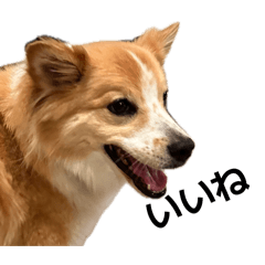 Yamasasuhimemu_20260610101422