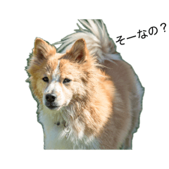 Yamasasuhimemu_20260610101334