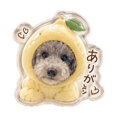 aoi_20260610112344