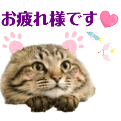 kirarin_20260610143427