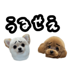 dodo_20260610155116