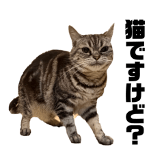 gunma no neko_20260610155304