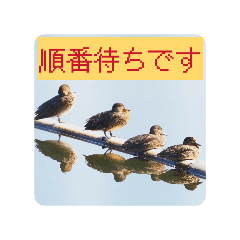 masa shige_20260607115619