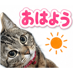 tomotia_20260609075707