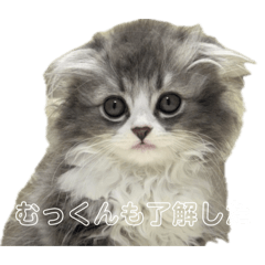 kai_20260609153117