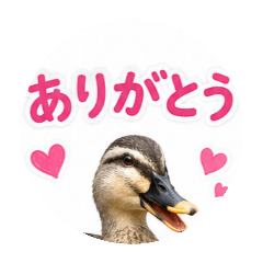 kamotarou_20260609210122