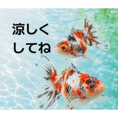 Summer Greetings with Goldfish and Koi