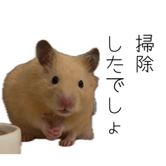 kinkuma_purin