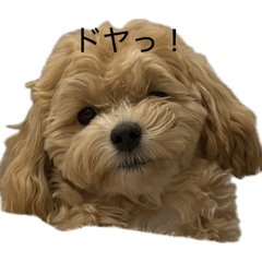 funny dogs_20260609232019